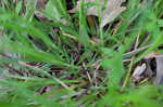 Eastern woodland sedge